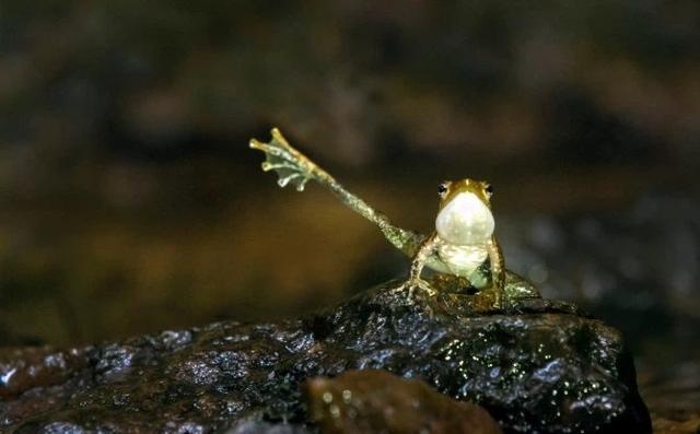 稀有品种青蛙通过“单腿跳舞”行为吸引异性，活久见